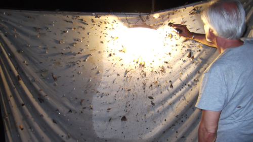Lo strano mestiere dell'entomologo: a volte sono gli insetti a venire da te alla luce di una lampada.