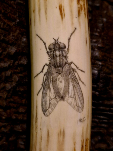 Su dente di ippopotamo