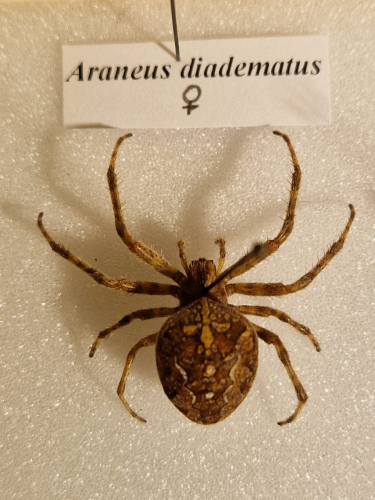 Ragni naturalizzati Museo La Specola Firenze