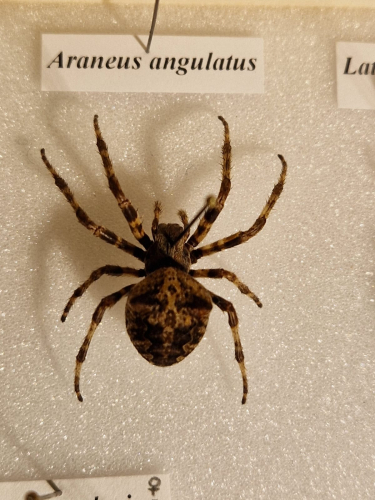 Ragni naturalizzati Museo La Specola Firenze