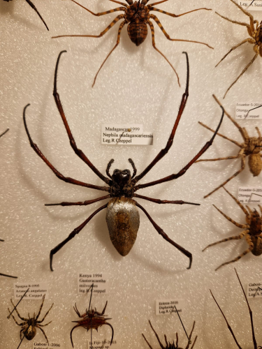Ragni naturalizzati Museo La Specola Firenze
